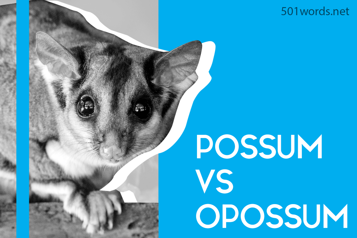 opossum vs possum